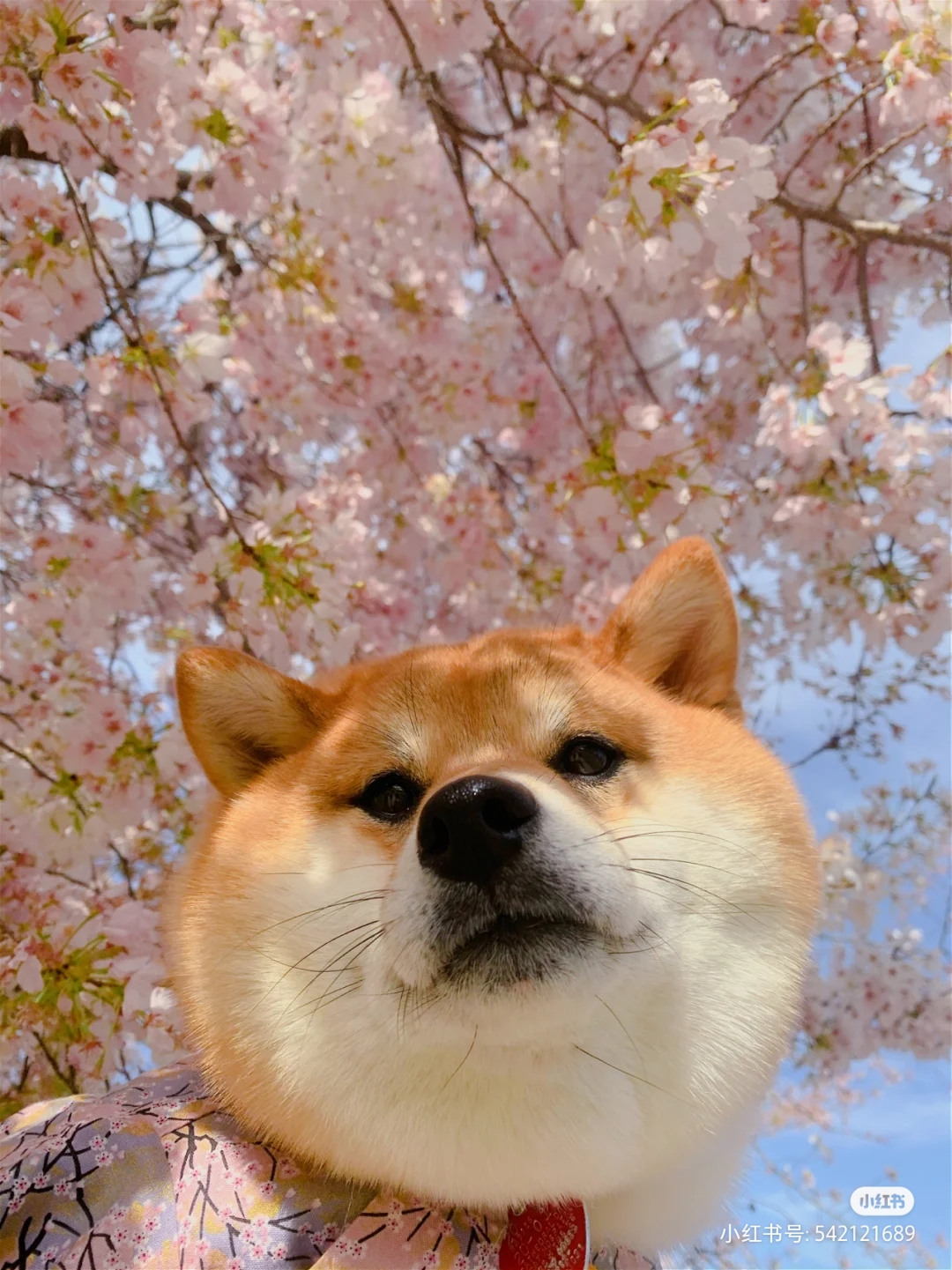 供需图片